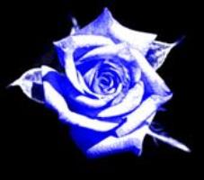 La rose